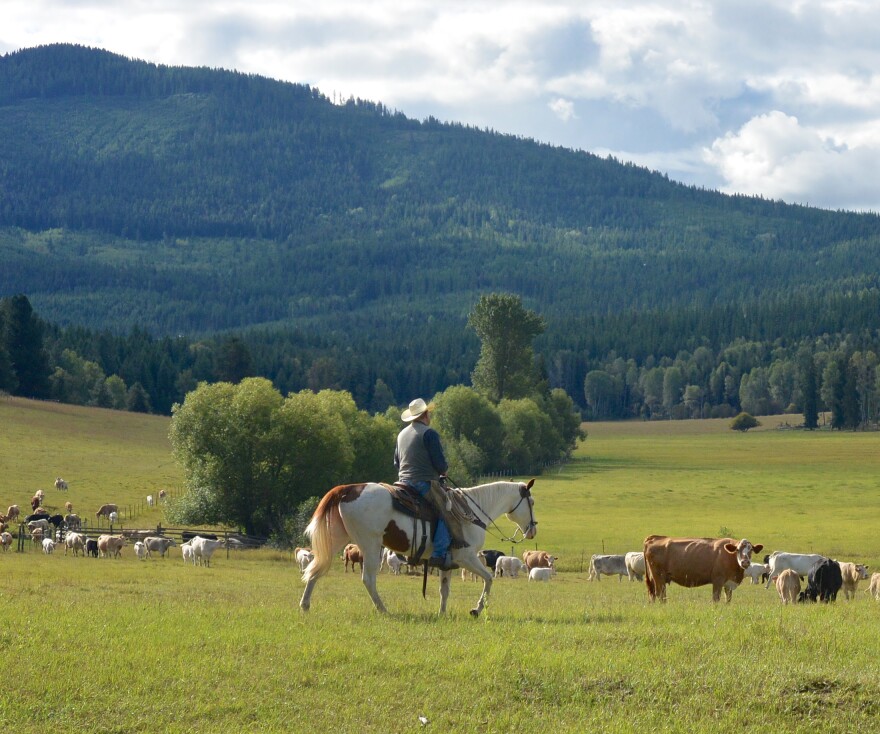 Range Rider on patrol in wolf country, Colville National Forest, Washington.