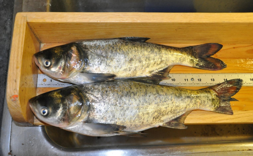 Electric Barrier Protects Iowa Great Lakes From Invasive Fish Iowa Public Radio Ocqueoc river electric fish barrier is a building in michigan. electric barrier protects iowa great