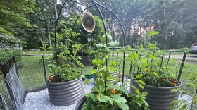 A N.H. garden flourishing in July.