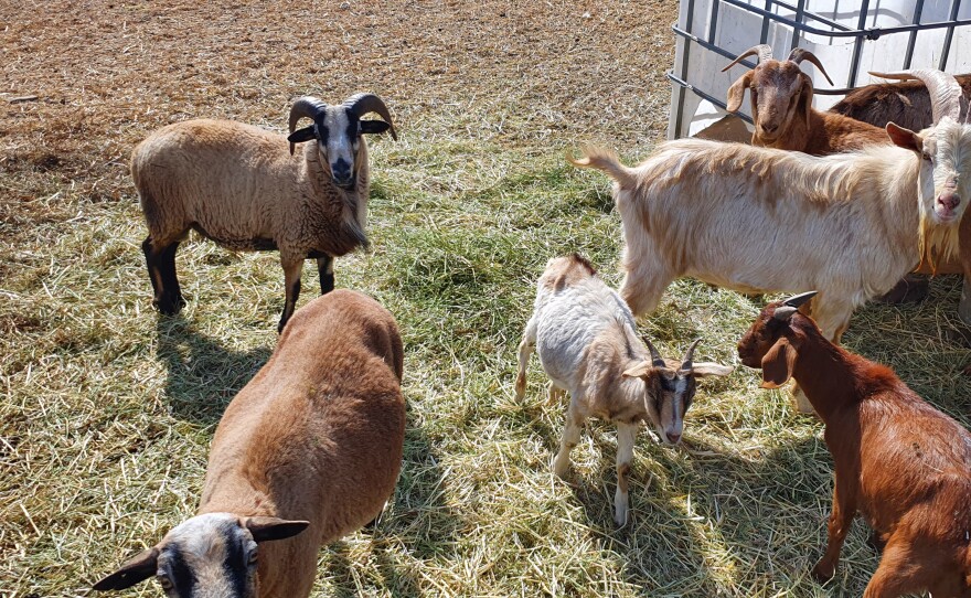 Goats waiting for food