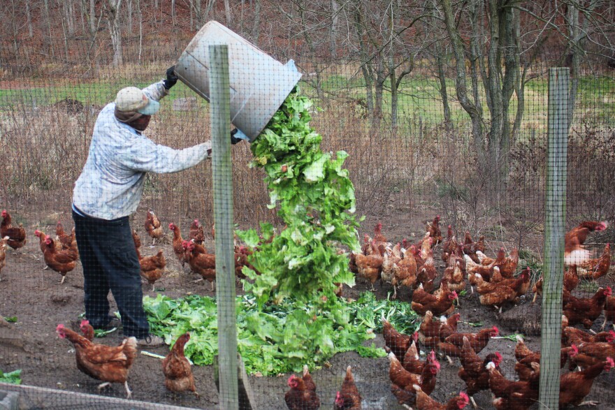 Feeding the chickens at New Morning Farm.