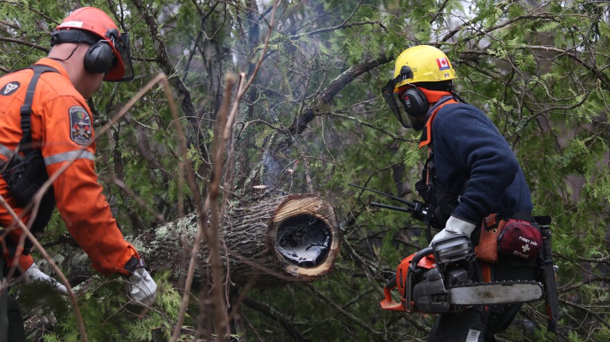 The interior of a tree is smoldering as sawyers work to cut trees as part of the mop-up efforts of the Stewart Trail Fire, which ignited May 15, 2026, along the North Shore of Lake Superior.