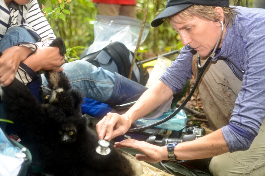 Dr. Sharon Deem examines a lemur while working in Madagascar.
