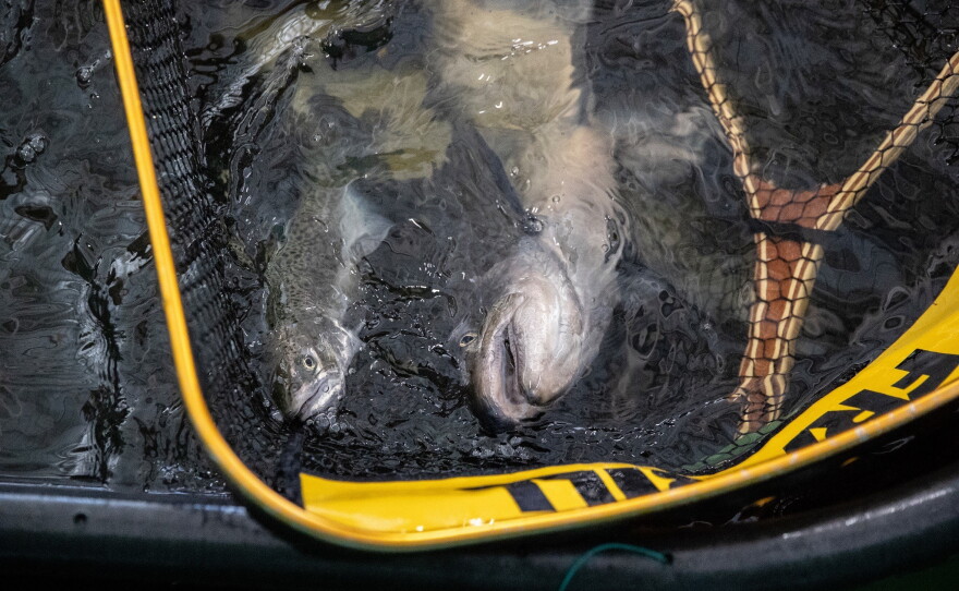 Salmon are identified through the use of a Passive Integrated Transponder of PIT tag, at the Salmon Conservation and Research Facility in Friant, Calif., on Sept. 23, 2026.