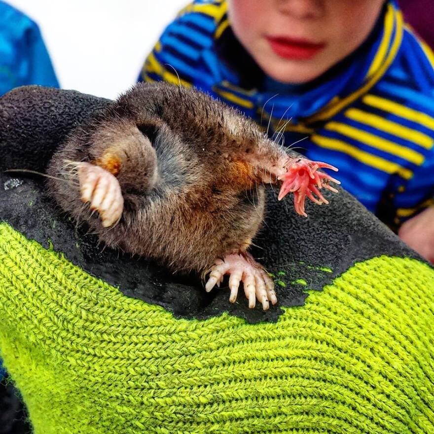 Kids admire a star-nosed mole. The mole is wrapped in a blanket, with the head and front feet poking out.  