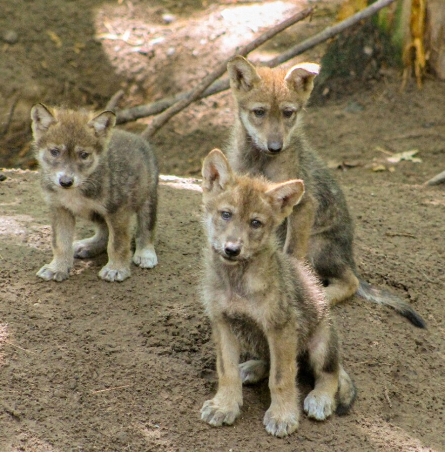 three mexican gray wolf pups