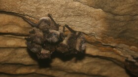 A cluster of little brown bats at Aeolus Cave in Vermont.