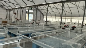 The nursery for fledgling coral in Summerland Key.