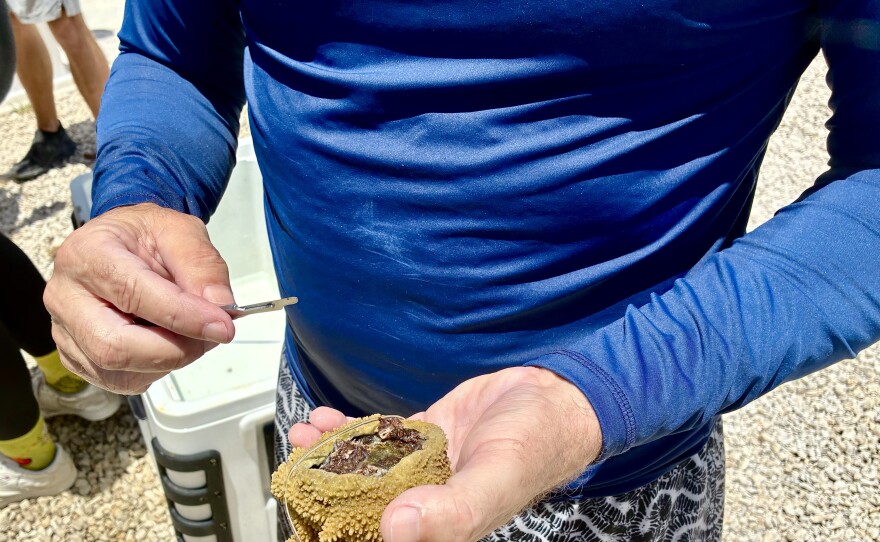 Director of the lab, Diego Lirman, cleans the underside of an elkhorn coral.