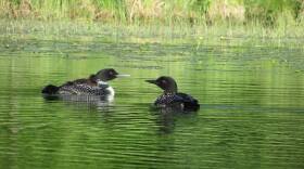 Two loon parents swim with their chicks on calm water. One loon baby is riding on its parent's back.