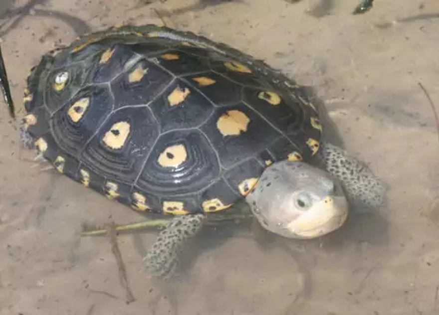 Ornate diamondback terrapins, a species exclusive to the state, fetched more than $1,400 each in 2015, according to a price analysis provided to the state agency by Florida turtle breeders. (Photo courtesy of Florida Fish and Wildlife Conservation Commission)