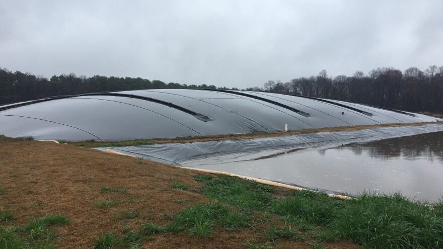 Anaerobic digestion in a hog waste lagoon at Loyd Ray Farms causes methane to build up under a cover. This methane will be converted into swine biogas.