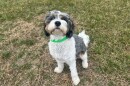 A Cavapoo puppy sitting on grass.