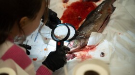 A student examines a dissected pink salmon with a magnifying glass.