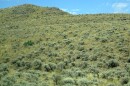 Scientists looked closer at sagebrush DNA to determine which plants were most closely related.