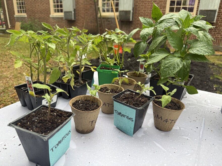 Aeron Novotny with Community Farmers said tomatoes are easy plants for new gardeners.