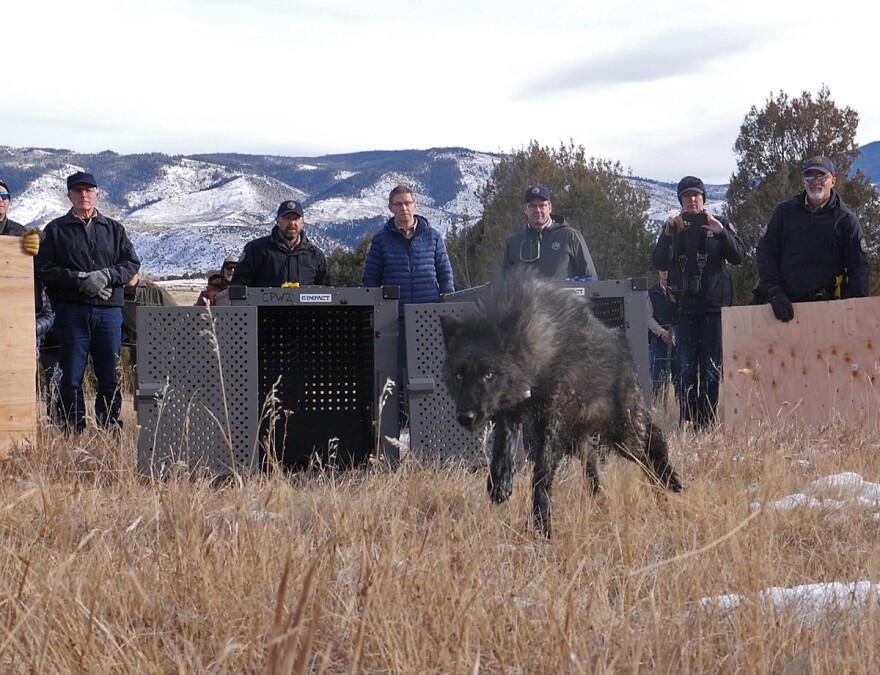 A black wolf leaps over golden grasses running away from two large gray cages and five people standing watching.