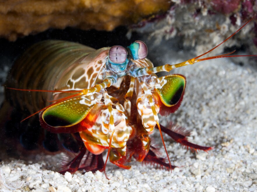 Cavitation produces a bubble that rapidly collapses and becomes hotter than the sun's surface. The mantis shrimp uses it, and now so do food and drink firms, to improve flavors — from yogurt to beer.