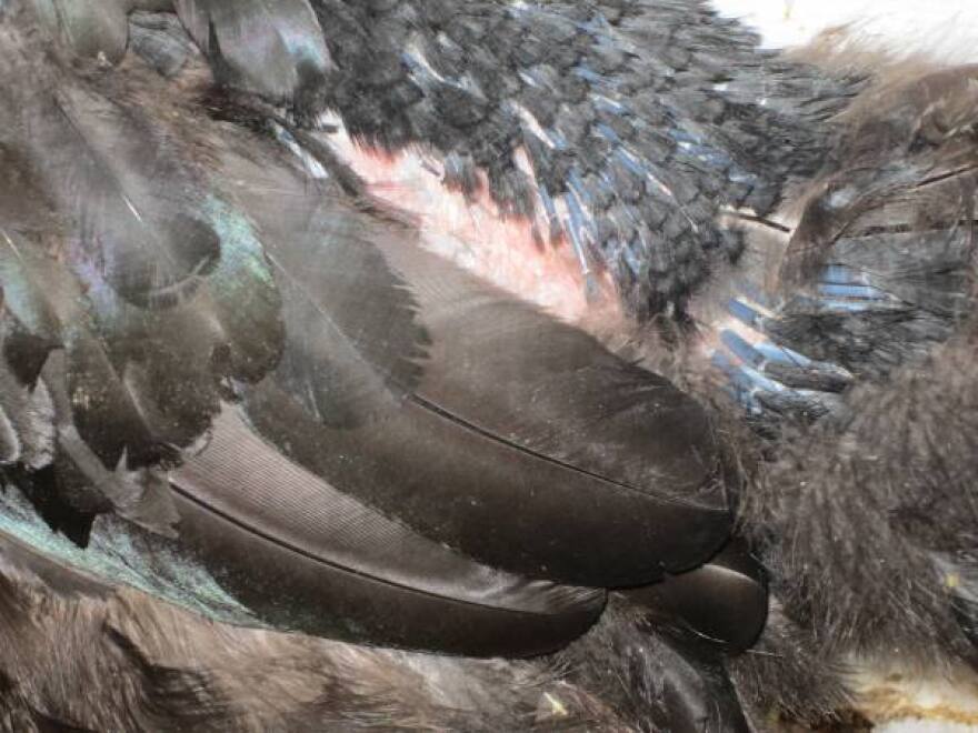 New feathers in various growth stages, Langshan hen.