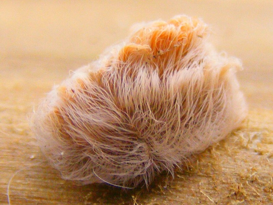 Puss caterpillar.