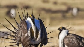 A sage grouse walking outside.