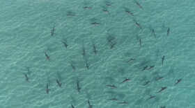 sky view of sharks swimming