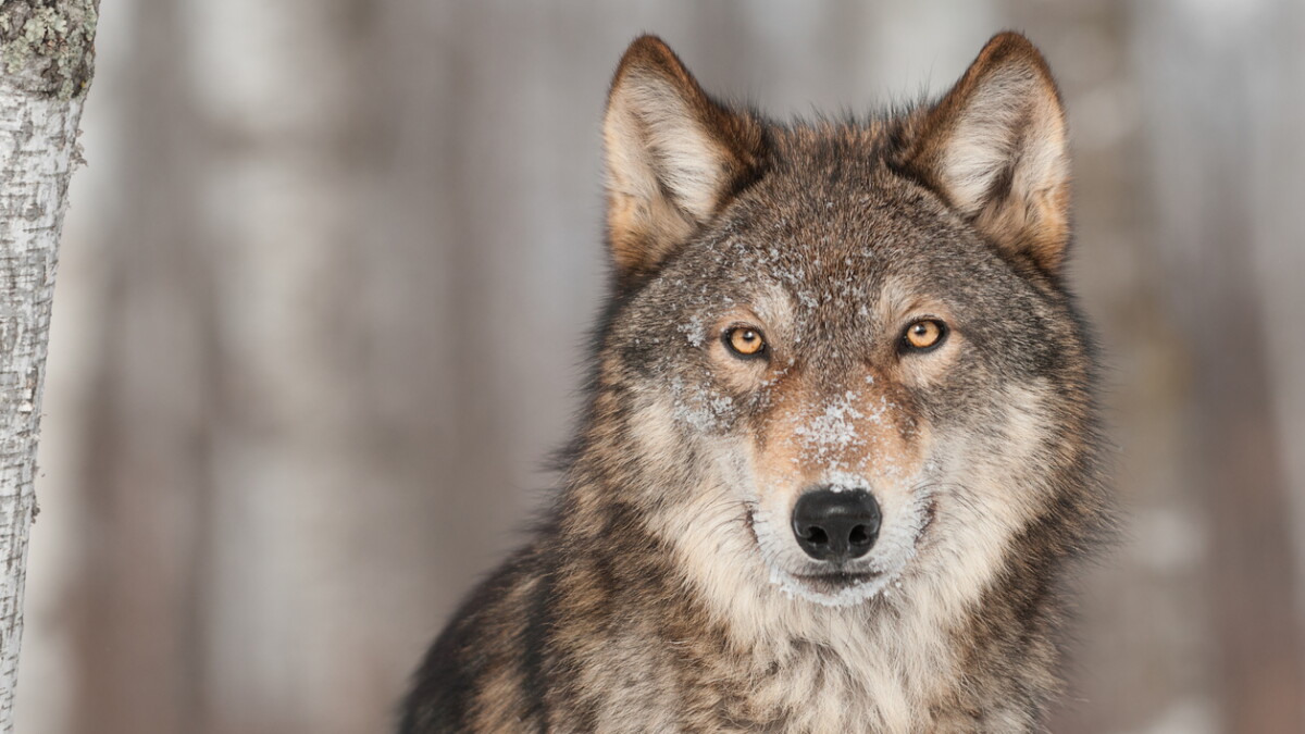 News briefs: Yellowstone wolf increase; invasive mussels; bear killed - Vimarsana News