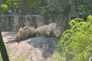 Two white rhinoceroses lounge on a makeshift dirt mound at Riverbanks Zoo and Gard