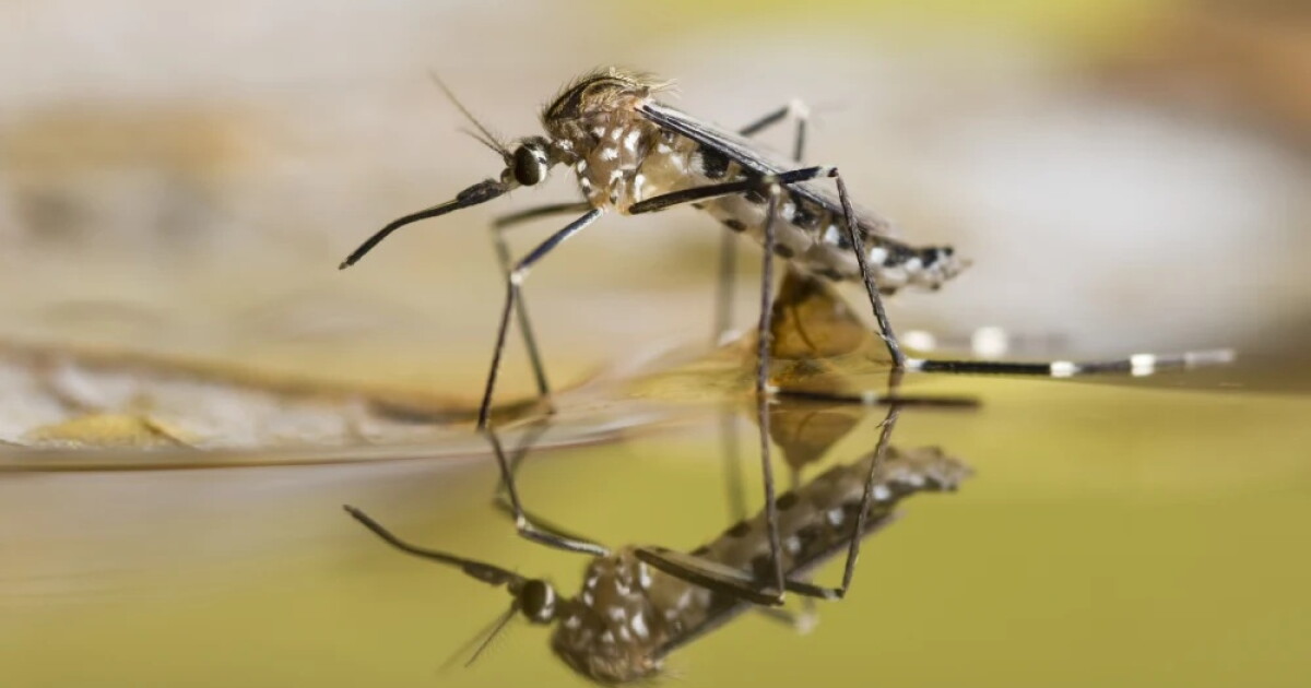 Photo: wusf.org The dengue virus is spread by Aedes aegypti, a warm-weather mosquito species common in Florida, according to the Centers for