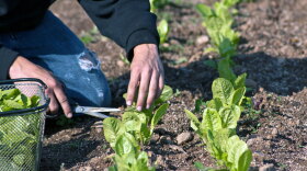 Each farmer is being assigned a plot ranging from one-half to one full acre. (WFIU/WTIU)