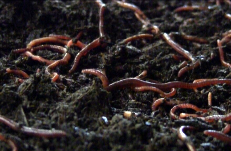 Vermicomposting