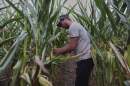 Robb Rynd pulls the husk off of an ear of corn as he inspects his crops for pollination issues Monday, Aug. 18, 2025, in Paw Paw, Michigan. (Joshua A. Bickel/AP)