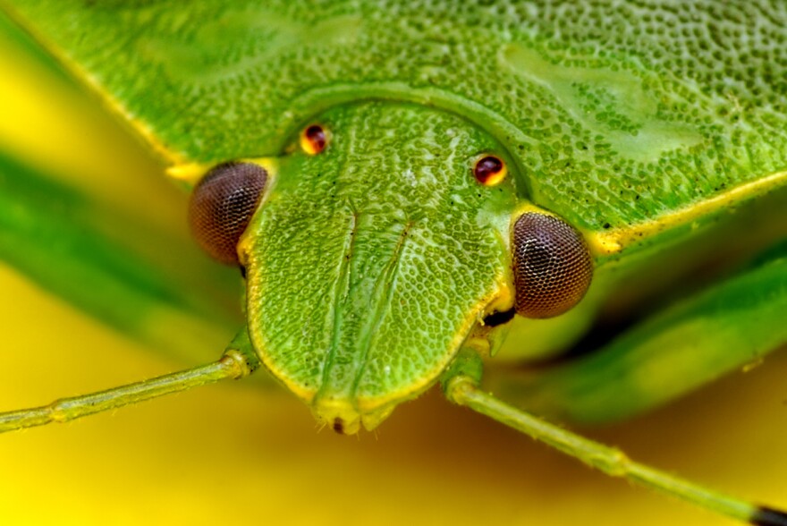 (Opoterser, Wikimedia Commons)