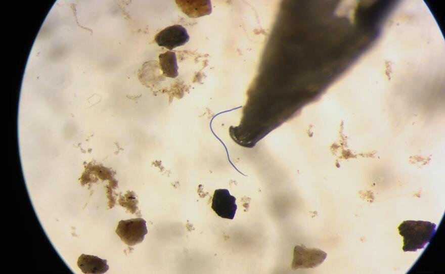100119TB_Microplastics_microscope.jpg