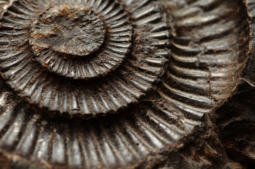 According to researchers, our fossil record is going to be unique.
