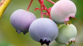 Blueberry Plant (Credit: Chuck Grimmett; Flickr)