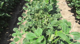 Soybeans that have cupped due to dicamba drift in Manhattan, Kansas.