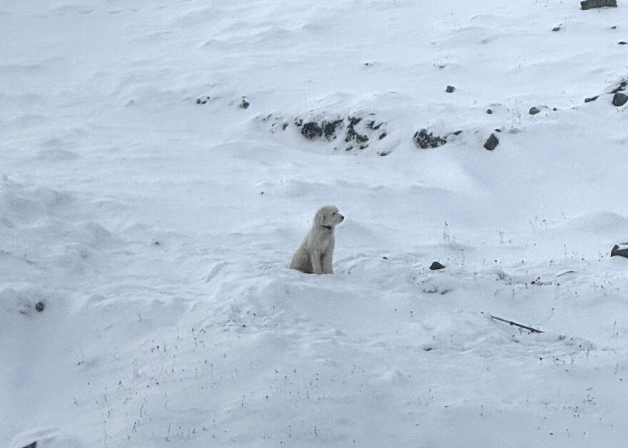An off-white, curly-coated dog on a snowy landscape.