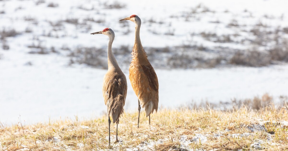 Sandhill cranes are resurging in Ohio Ideastream Public Media