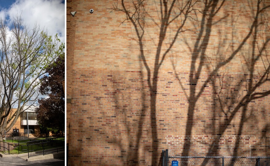 Jesse Owens brought four oak saplings home from Berlin in 1936. The only one that's known to survive stands behind James Ford Rhodes High School in Cleveland.