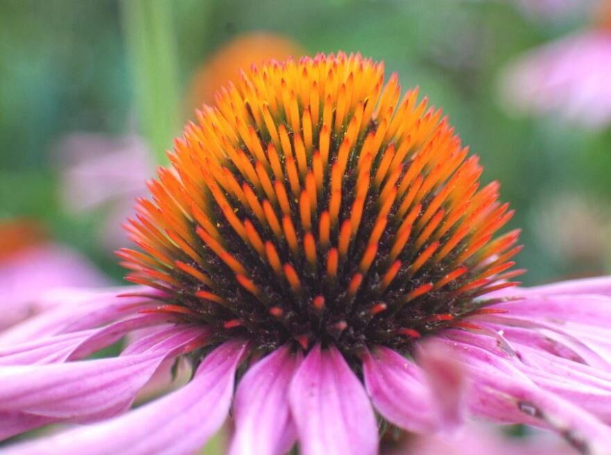 Purple Coneflower