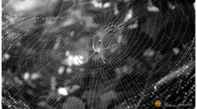 No matter your feelings on spiders, you have to admire their engineering abilities.