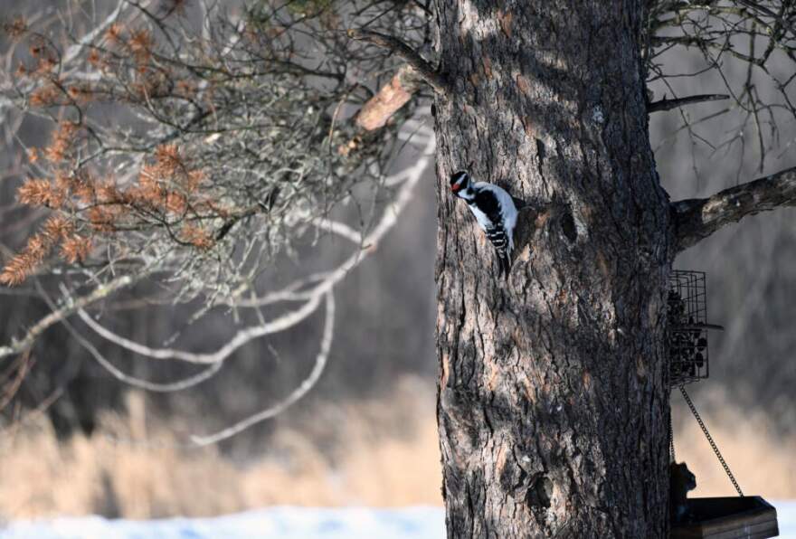 A hairy woodpecker. (Chris Bentley/Here & Now)