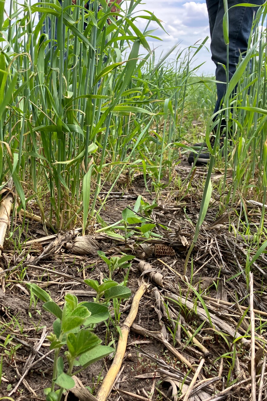A row of soybeans grow between rows of tall green cereal rye.