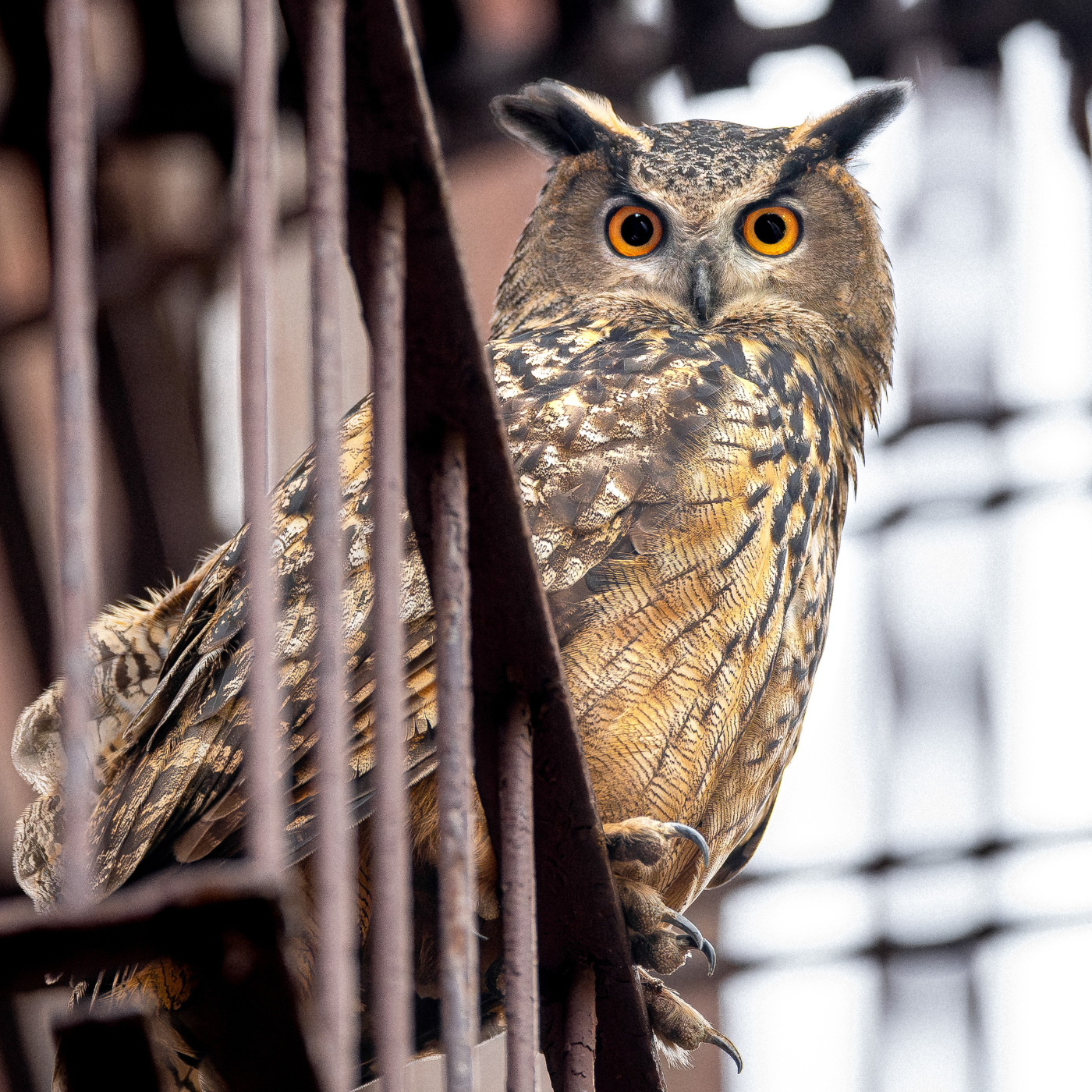 Owl outlaw: Flaco's journey from captivity to freedom episode artwork