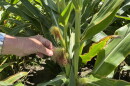 Farmer Norman Perry stands in one of his many corn fields in Bertie County on Wednesday, June 24, 2026. He's hold the silk of an ear, which is connected to kernels growing inside. Perry says this is the time when corn really needs rain.