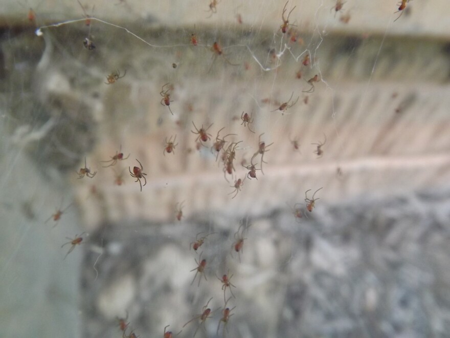 Baby black widow spiders group on Jackson Landers' property outside Charlottesville, Va.