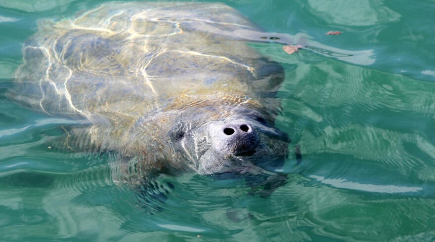 A Manatee