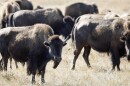 A small group of bison in a field of dried grass and sagebrush.