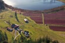 A drone view of the Lachney’s cranberry farm outside of Eatonville, Washington.